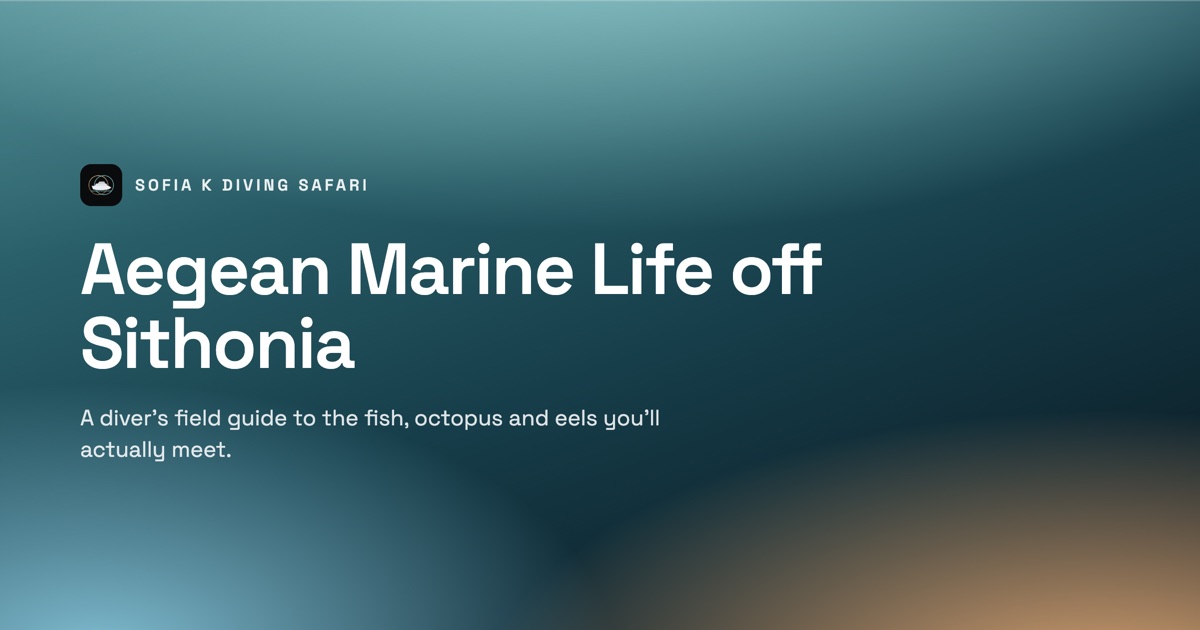 Aegean Marine Life: What You'll See Diving off Sithonia